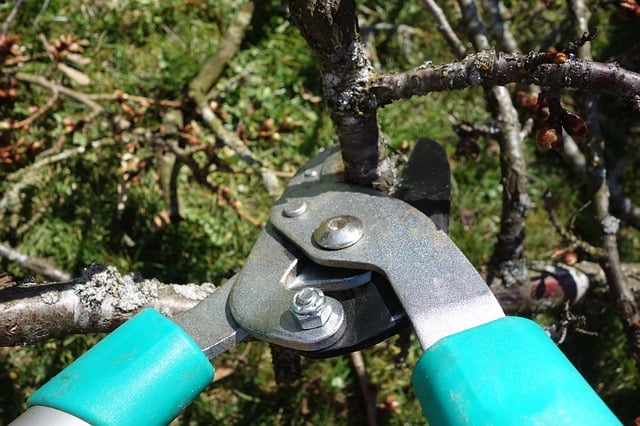 Pruning Preparation for Autumn and Winter