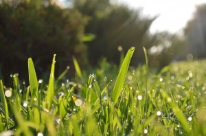grass-364116_640