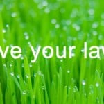 Help with lawn problems  – Weeds, Moss & Fungi Problems