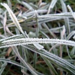 Top Tips to Protect Your Lawn from Harsh Winter Weather
