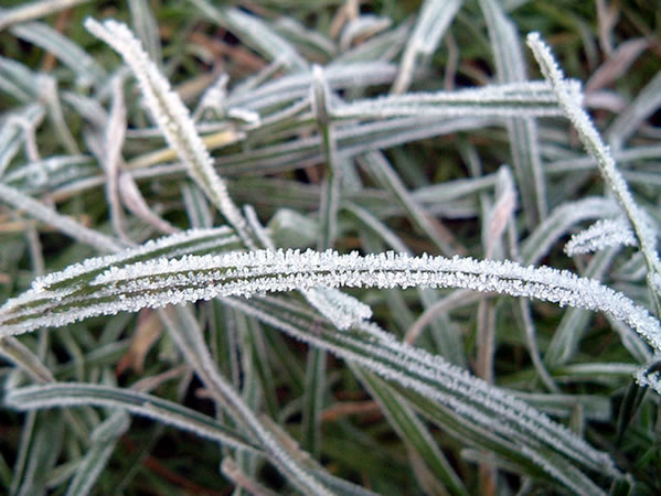 grass frost