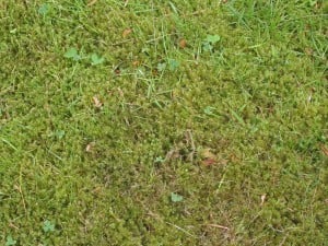 rp_mos_in_gazon_moss_in_lawn-300x225.jpg