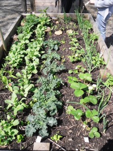Community_vegetable_garden_in_Portland,_US,