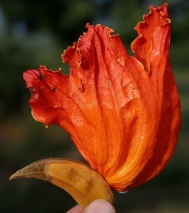 African_Tulip_Tree_(Spathodea_campanulata)_flower_in_Narshapur,_AP_W_IMG_0719
