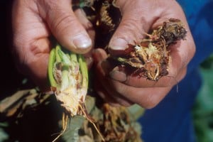 Verticillium_wilt