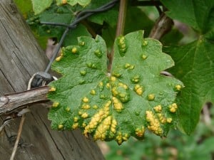 wine-leaf-56053_640