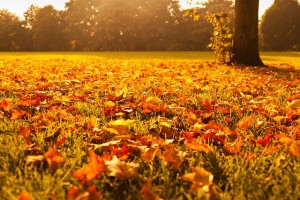3 Recommended Petrol Blowers & Vacuums for Autumn