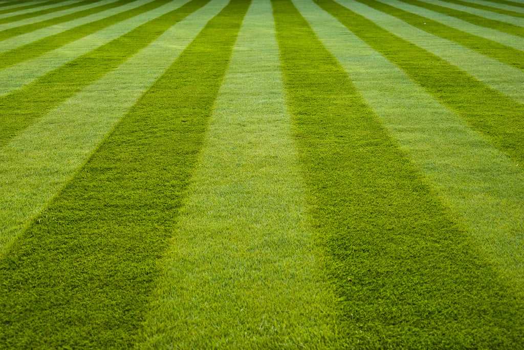 Achieve Your Very Own Wimbledon Standard Lawn