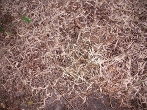 Dead_grass_and_weeds
