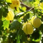 Gardening Jobs For June