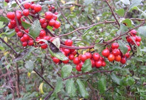 Bryony_Berries_-_geograph.org.uk_-_69837