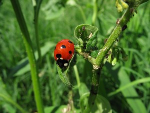1280px-Ladybug_aphids