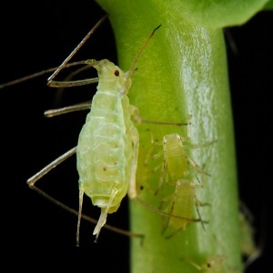 Acyrthosiphon_pisum_(pea_aphid)-PLoS