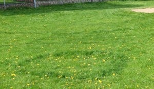 1024px-FairyRingSchoolField