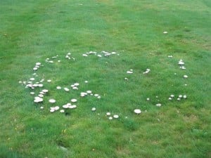 Fairy_ring_and_fairy_clubs_at_Hopetoun_House_-_geograph.org.uk_-_1568127