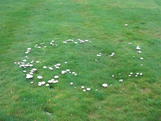 Are Fairy Rings Taking Over Your Lawn