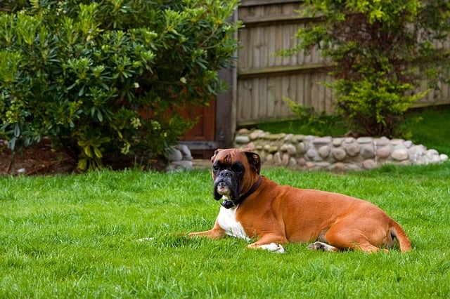 How To Create A Dog Friendly Lawn