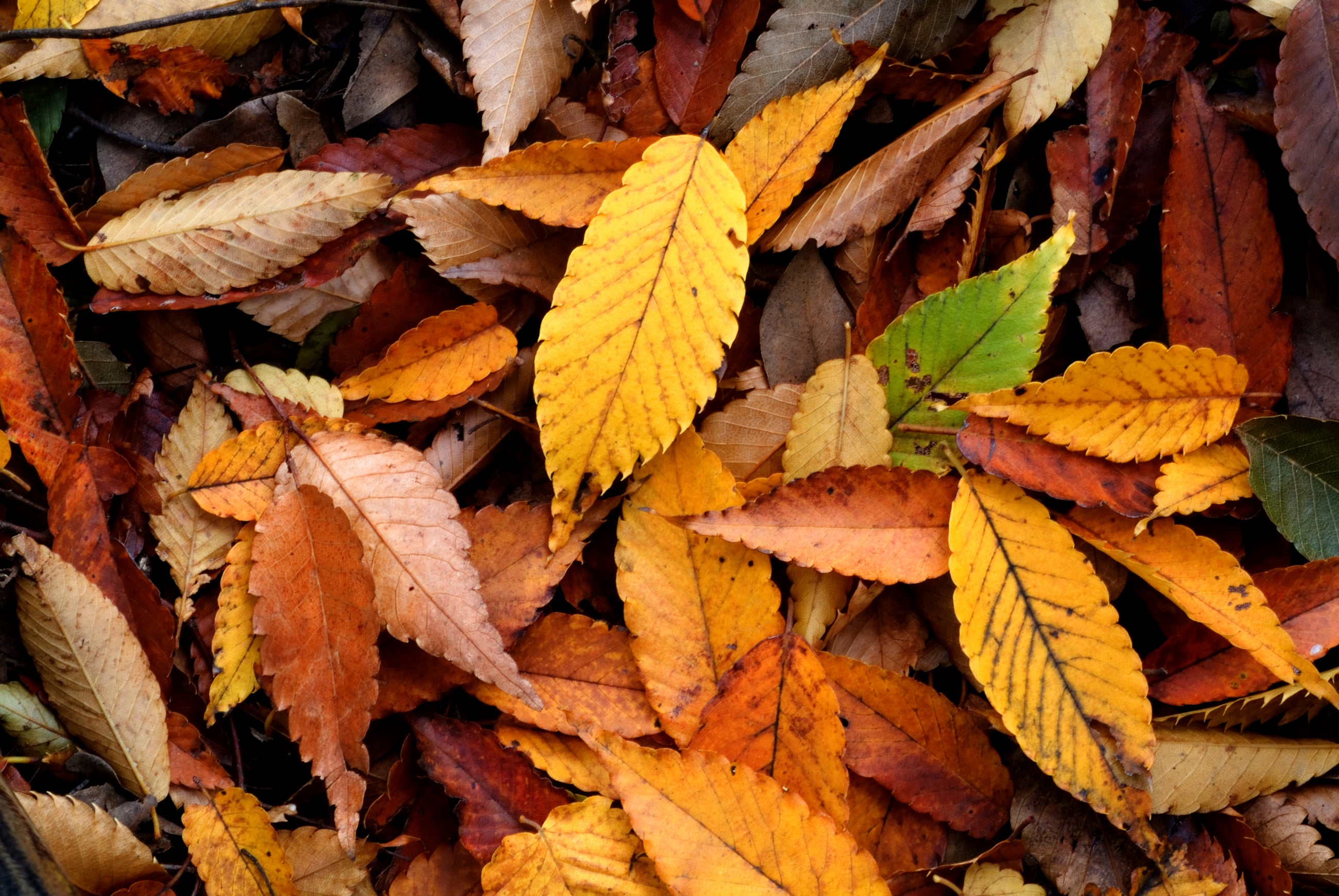 Your October Gardening Checklist