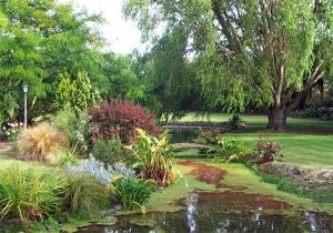 pond-willow