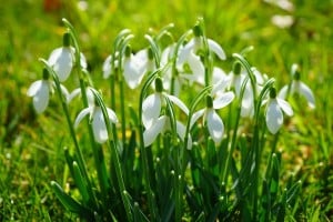 snowdrop-1025078_960_720 (1)