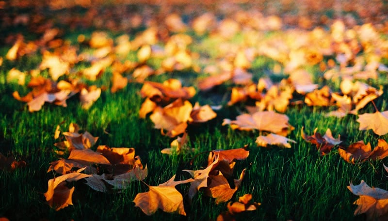 leaves_in_the_carlton_gardens_2003-05-17