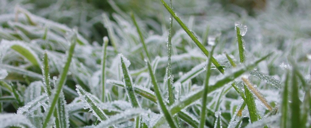 frosty grass