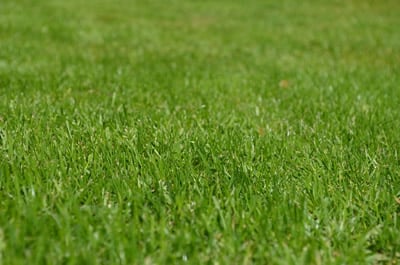 How to sow a lawn from seed