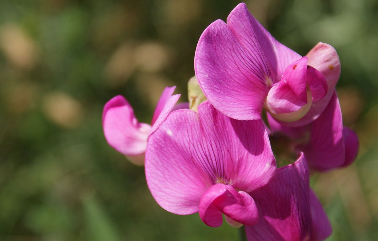 September Gardening Advice & Ideas