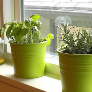 Windowsill herbs FEB 2021
