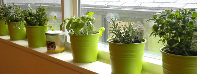 Windowsill herbs FEB 2021