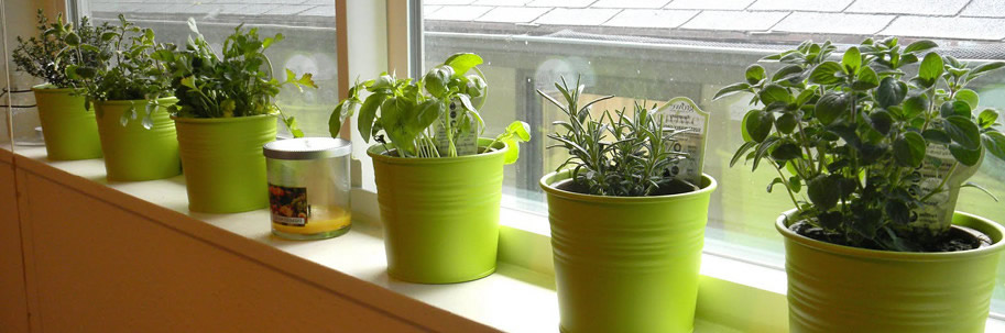 Windowsill herbs FEB 2021