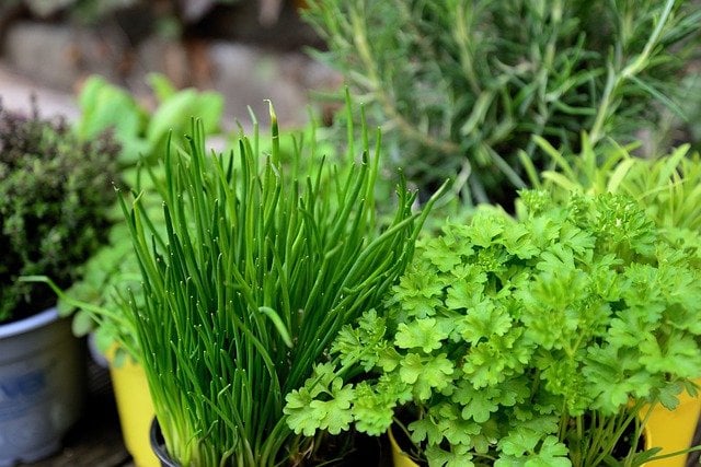 Herbs Garden Herb Garden  - congerdesign / Pixabay