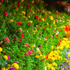 How to create the perfect cottage garden