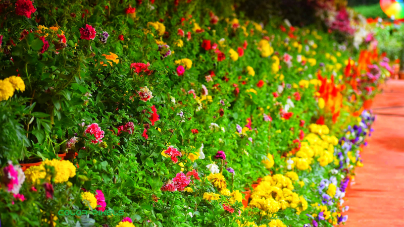 How to create the perfect cottage garden