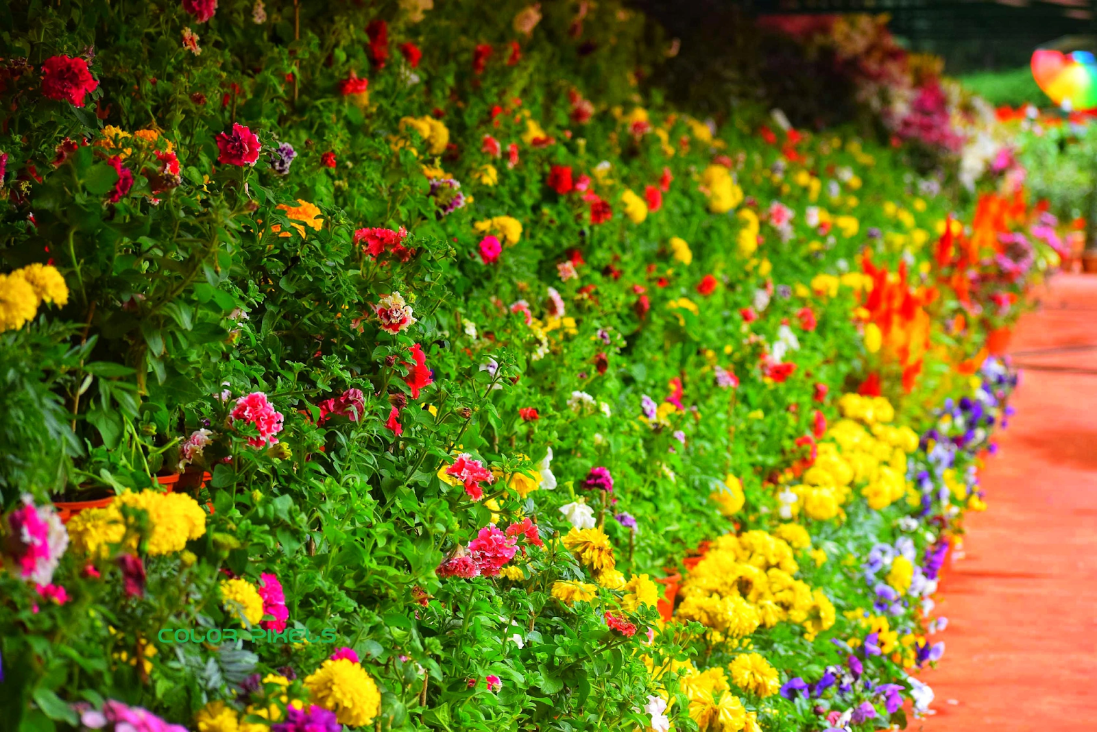 How to create the perfect cottage garden