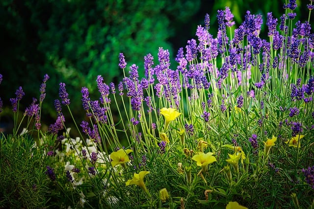 Lavender Flower Meadow Provence  - fietzfotos / Pixabay