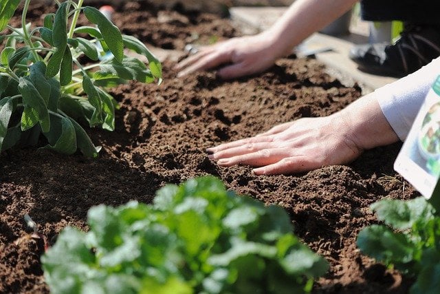 Plant Hands Gardening Soil Sowing  - planet_fox / Pixabay
