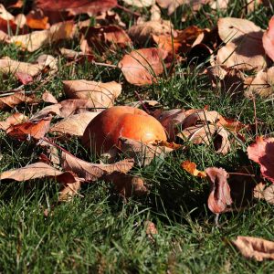 Autumn gardening tips for a healthy garden