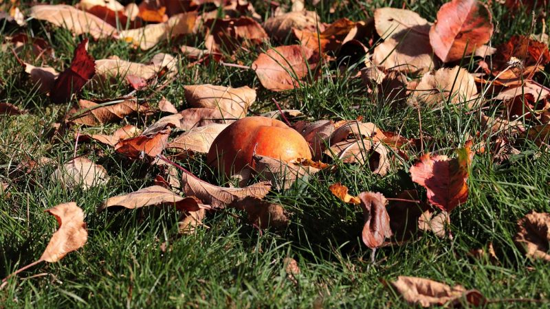 Autumn gardening tips for a healthy garden