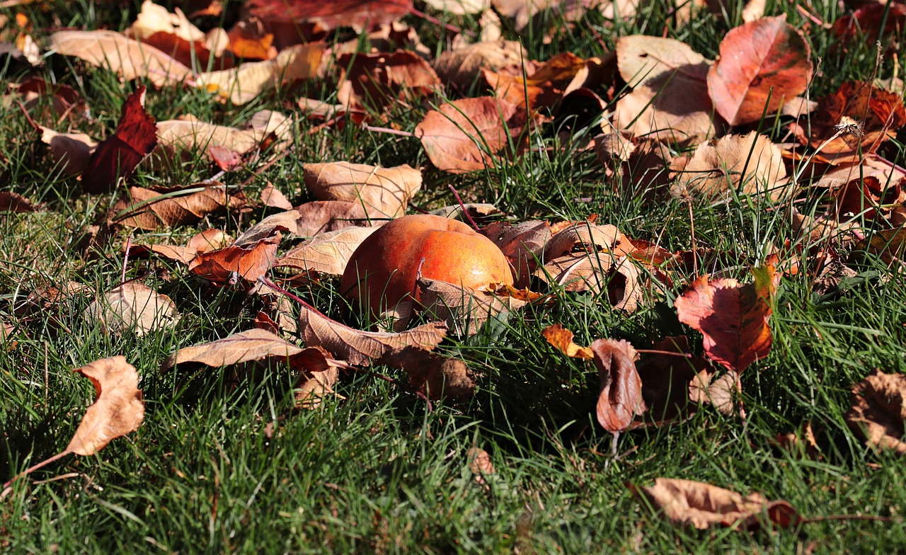 Autumn gardening tips for a healthy garden